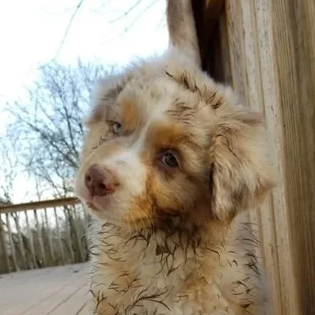 M Squared Australian Shepherds