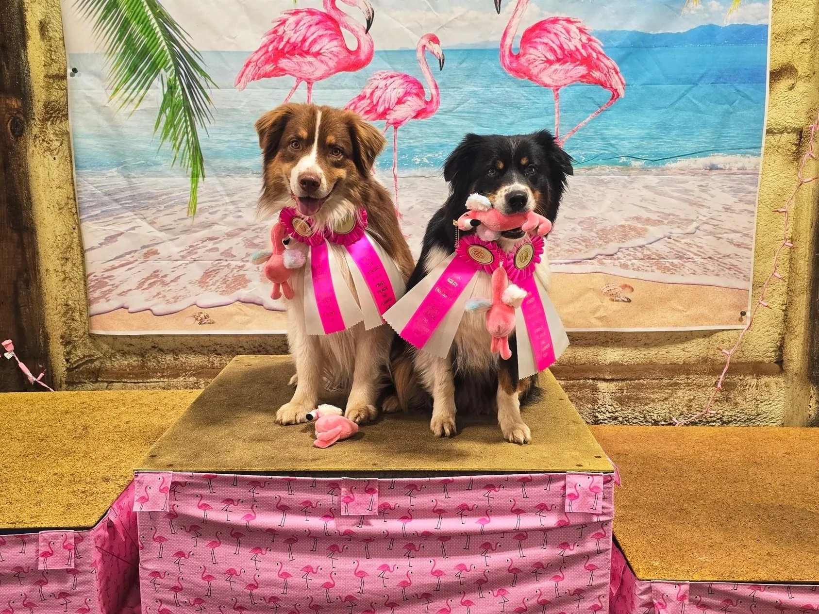 M Squared Australian Shepherds