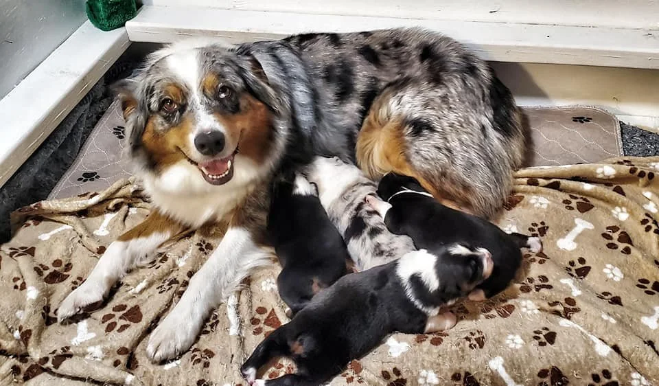 M Squared Australian Shepherds