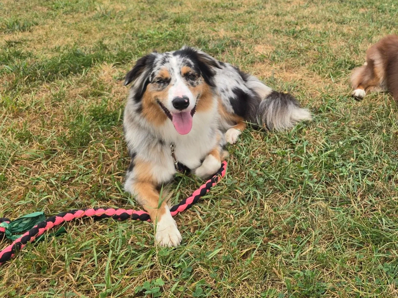 A happy Australian Shepherd dog lying on grass with a pink and black tether in a grassy field.