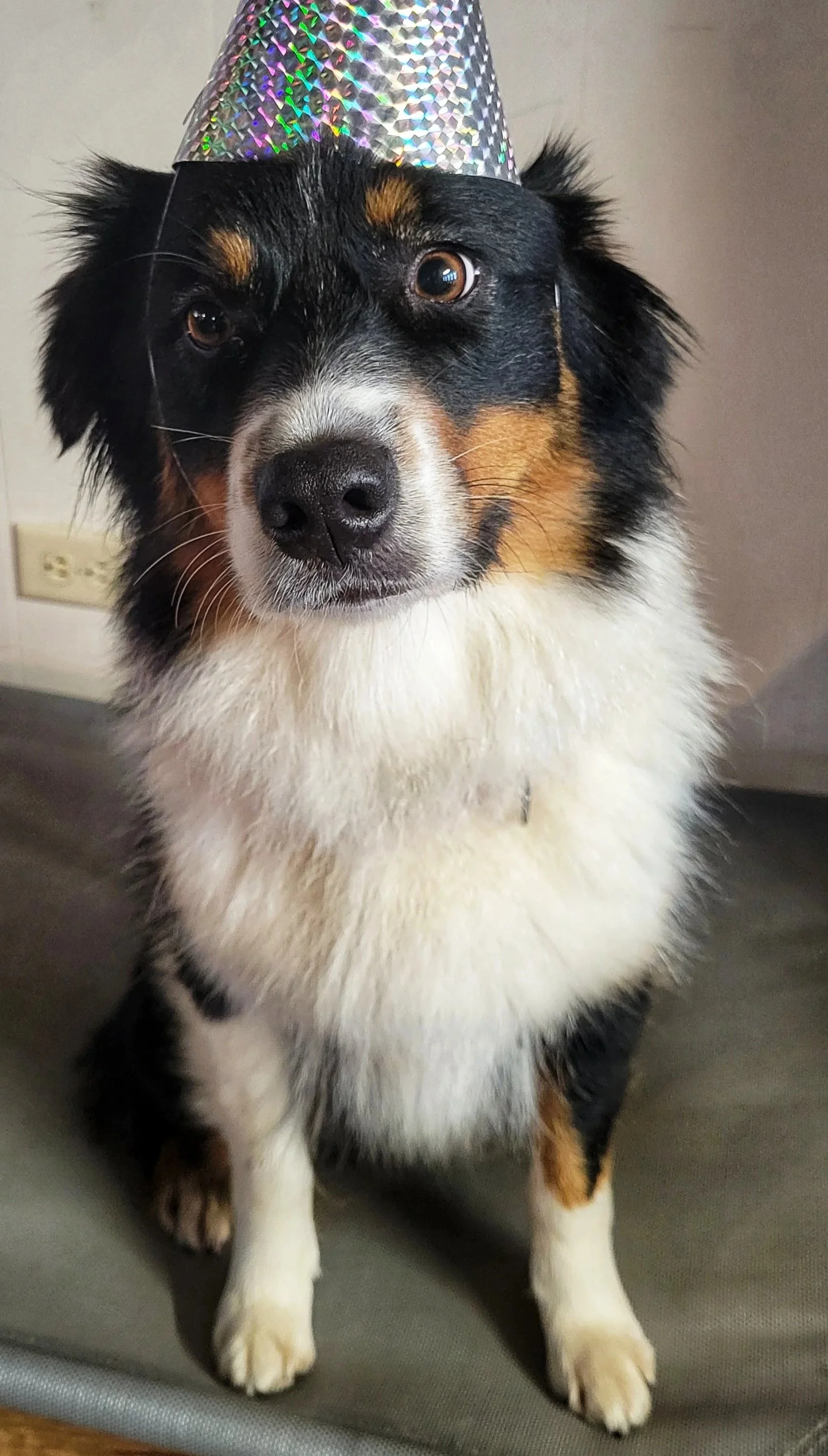 A dog wearing a shiny, holographic party hat, sitting on a surface indoors.