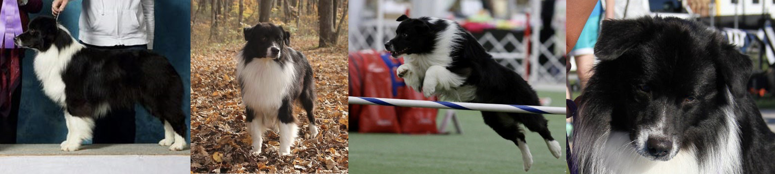 Collage of four Australian Shepherd dogs in different settings, including a show stance, outdoor autumn, and agility competition.