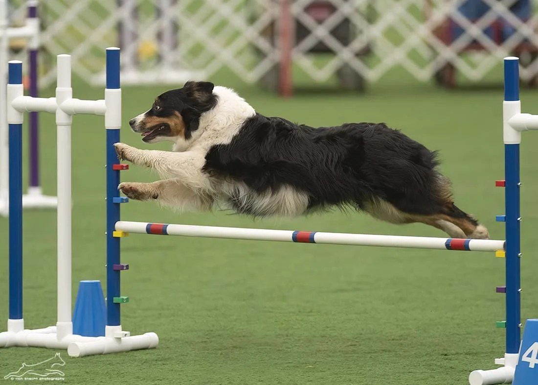 Dog jumping over hurdles on a grassy field.
