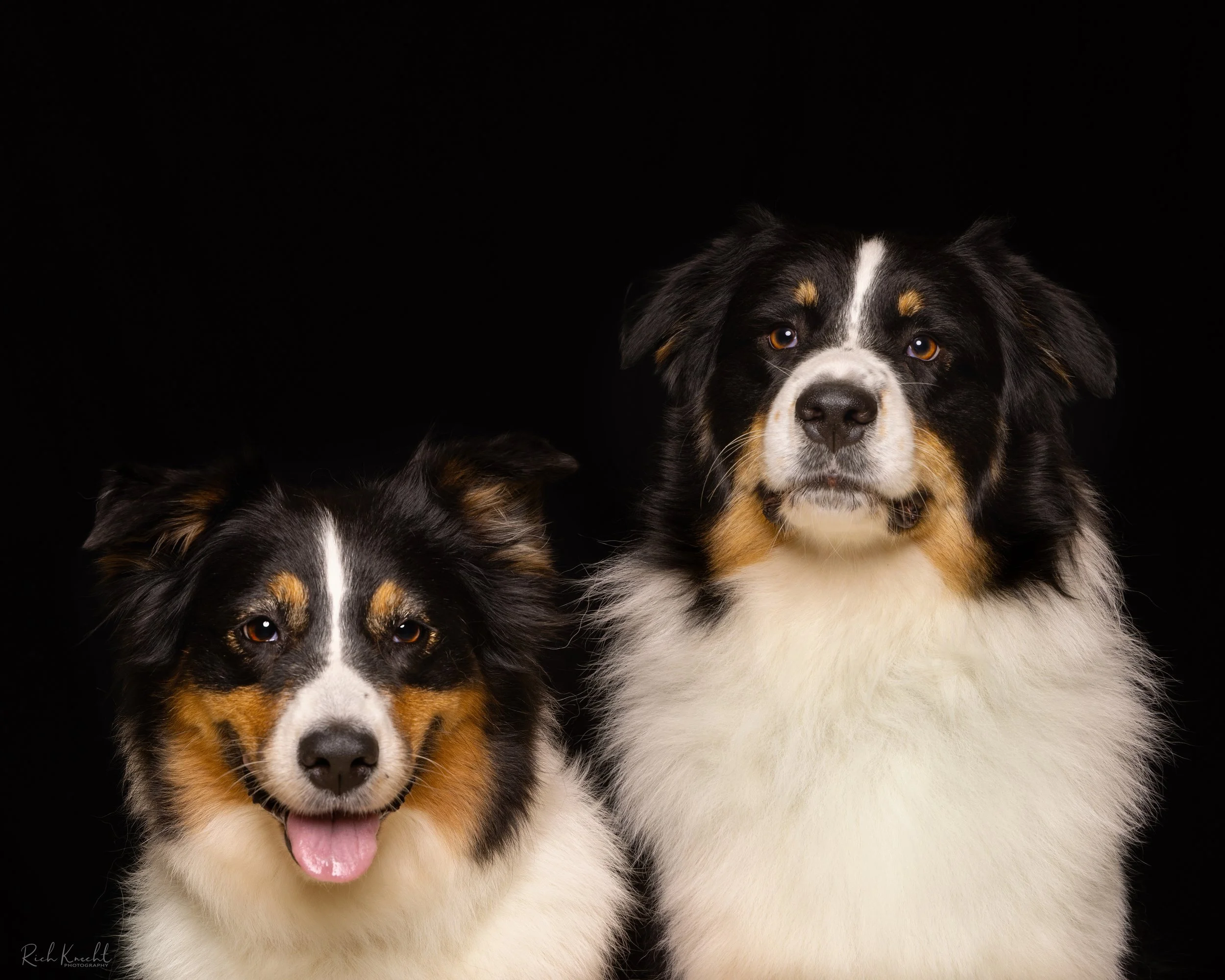 M Squared Australian Shepherds