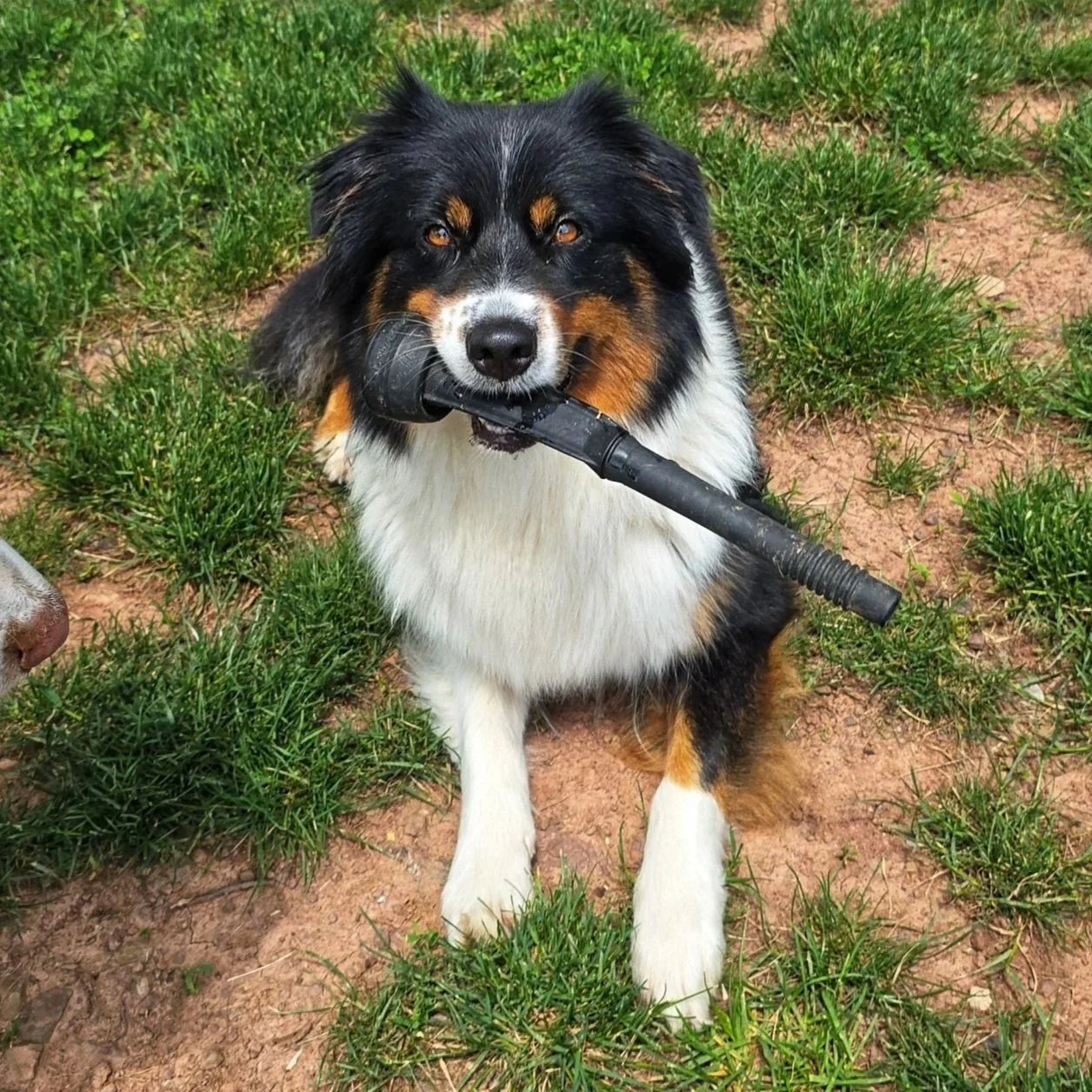 An Australian Shepherd dog with a multi-color coat, sitting on grass and dirt.