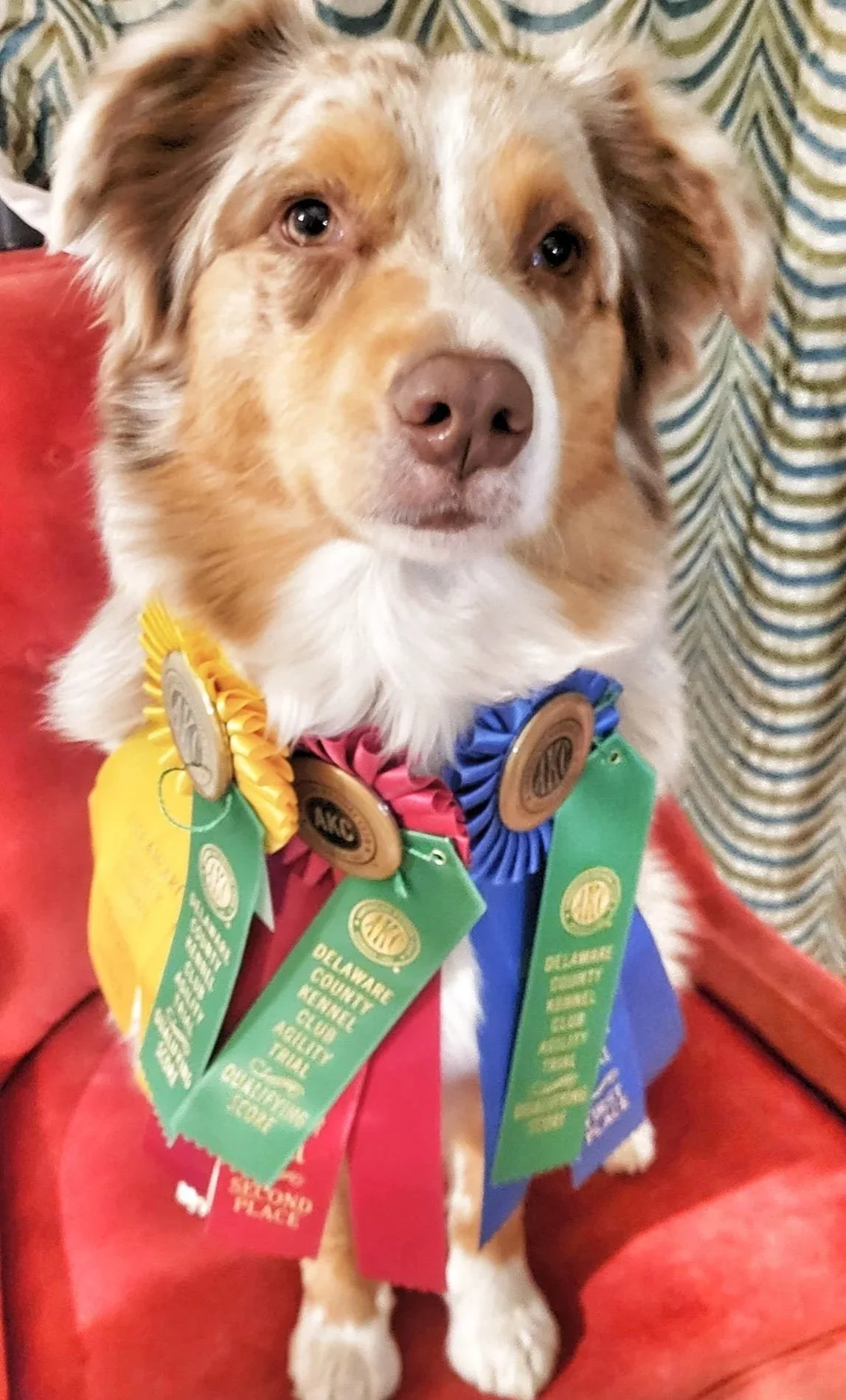 An Australian Shepherd dog with multicolored ribbons and medals around its neck, sitting on red furniture, with a patterned curtain in the background.