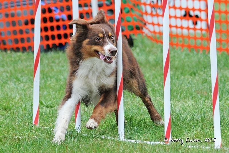 A brown and white dog navigating through an agility course with red and white poles on a grassy field, orange safety fencing in the background.