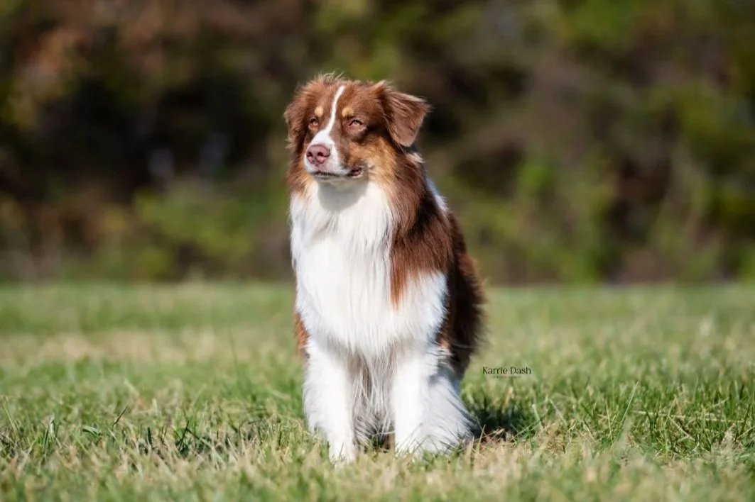 A brown and white dog sitting in a grassy field.
