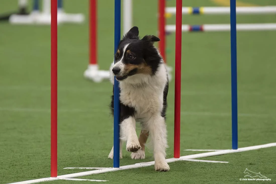 A dog participating in agility training, navigating through colorful vertical poles on a green turf field.