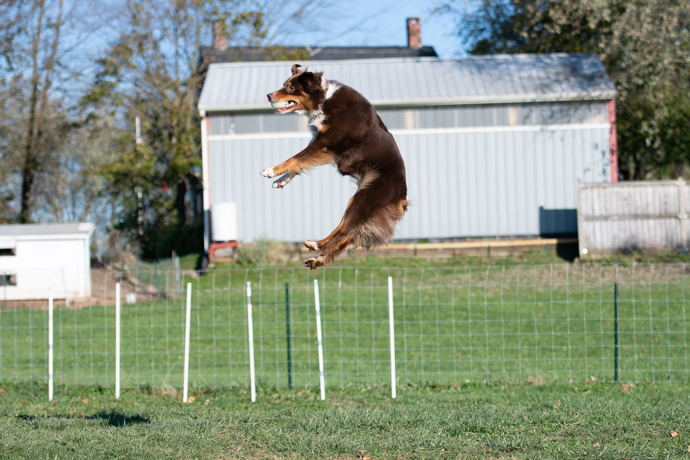 A brown dog jumping over a small obstacle in an outdoor yard with a grassy field, a wire fence, and a large shed in the background.