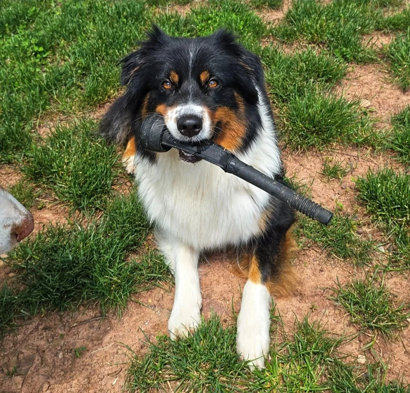 A happy Australian Shepherd dog with a black, white, and brown coat, holding a black garden tool in its mouth, sitting on a patch of grass and dirt.
