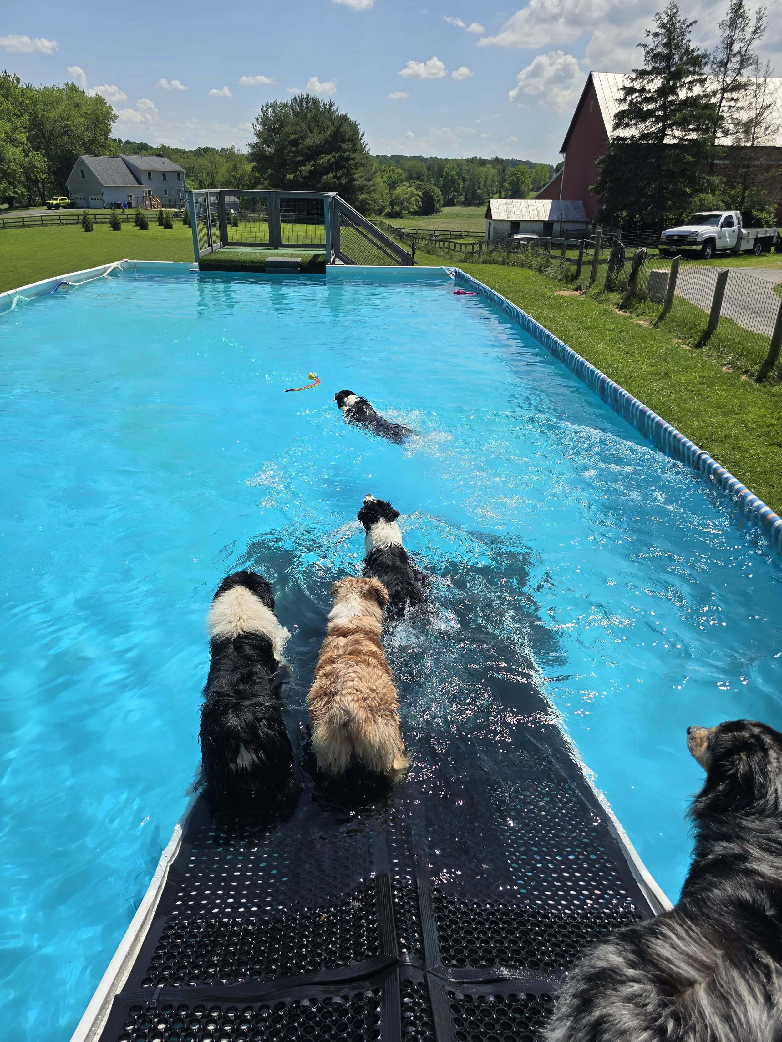M Squared Australian Shepherds