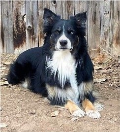 A black and white Australian Shepherd laying in front of a wooden fence.