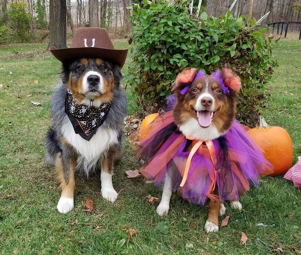M Squared Australian Shepherds