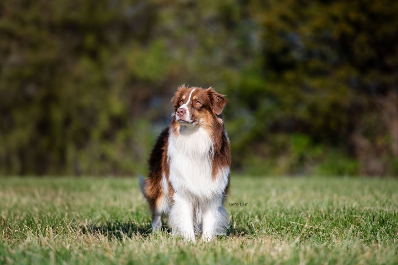 Male Australian Shepherd Dog