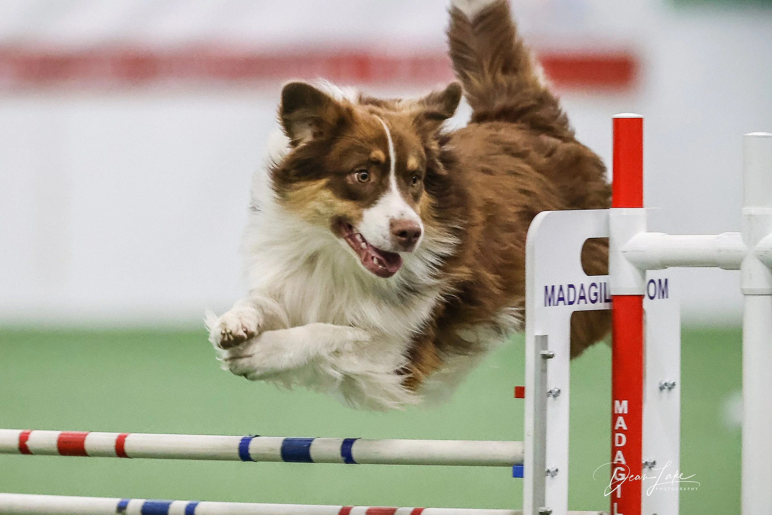 M Squared Australian Shepherds