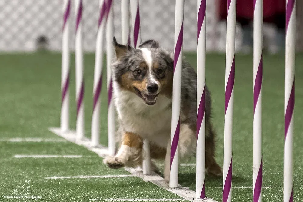 An Australian Shepherd dog participating in a hurdle race, passing through a set of white and purple hurdles on an indoor green turf.