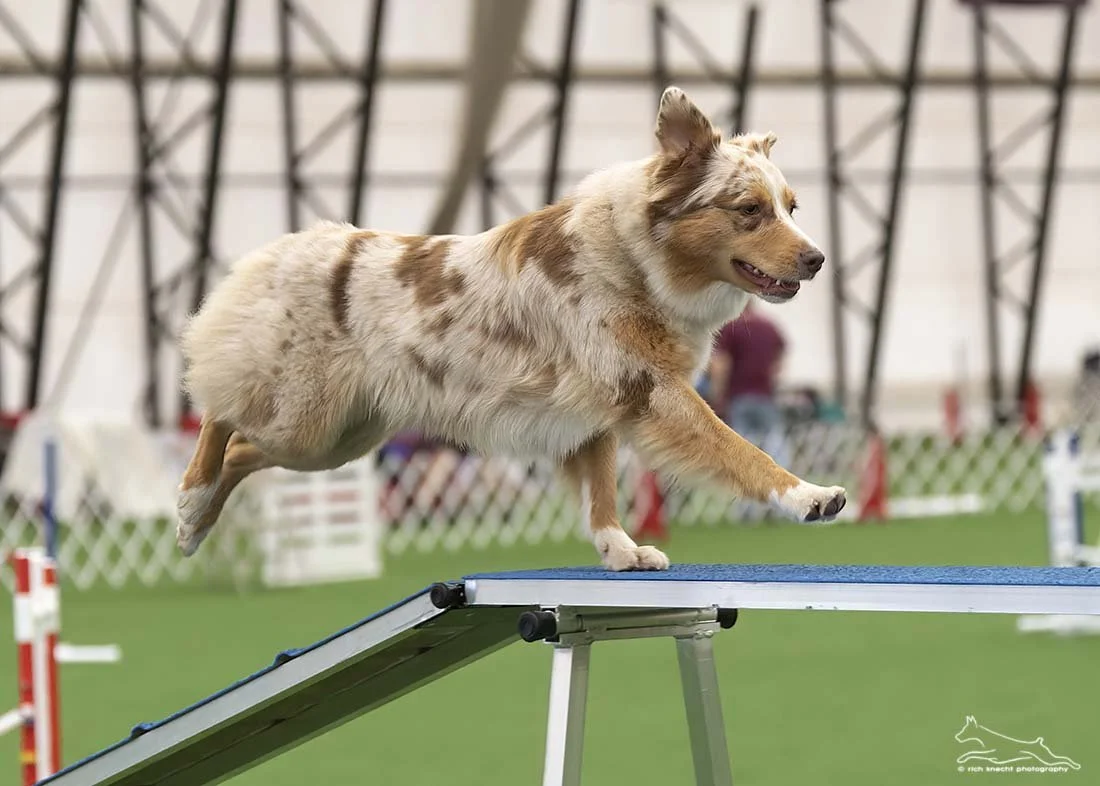 A dog crossing an agility ramp in an indoor dog agility facility.