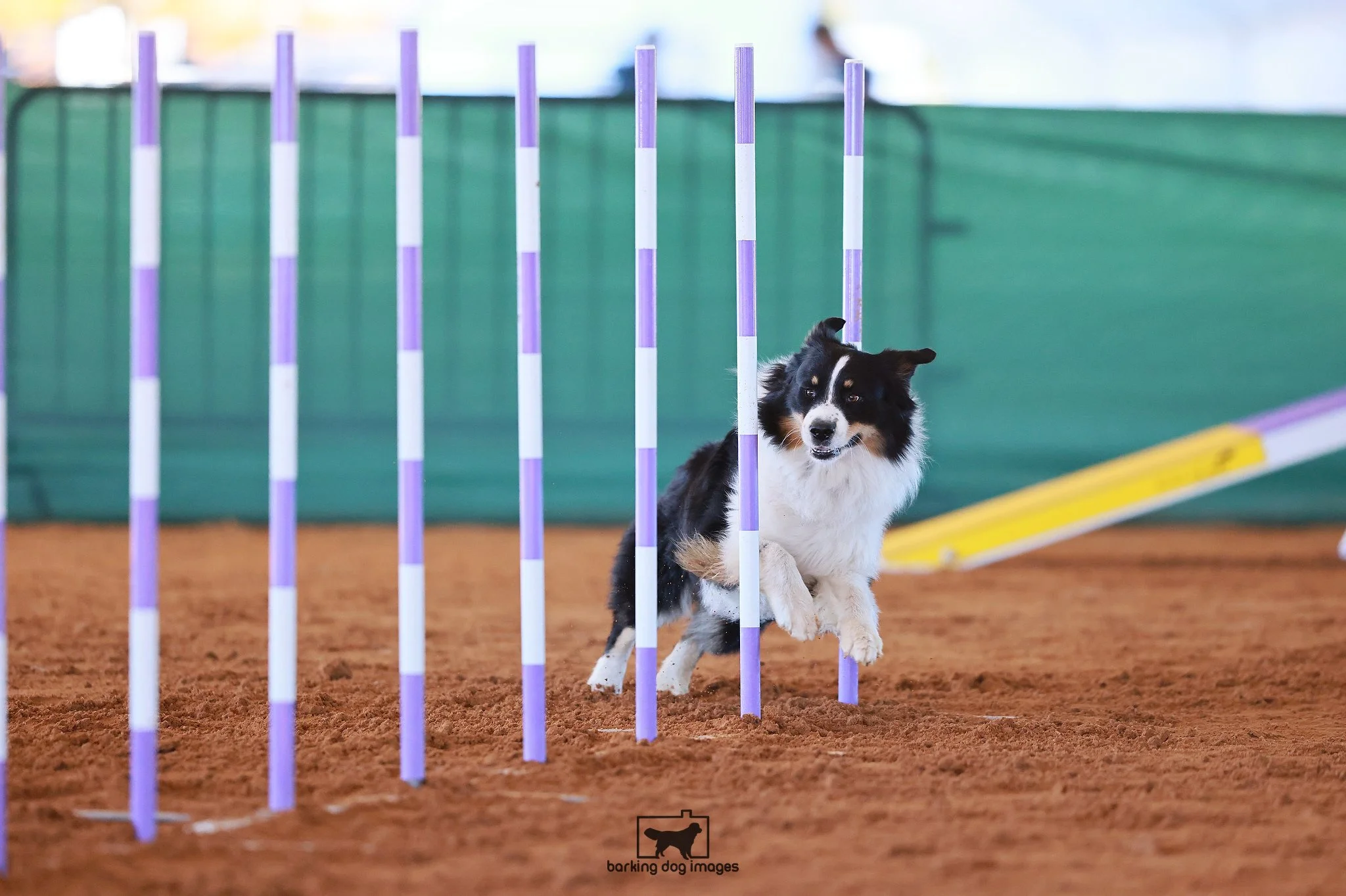 Australian Shepherd participating in an agility course, weaving through purple and white poles.