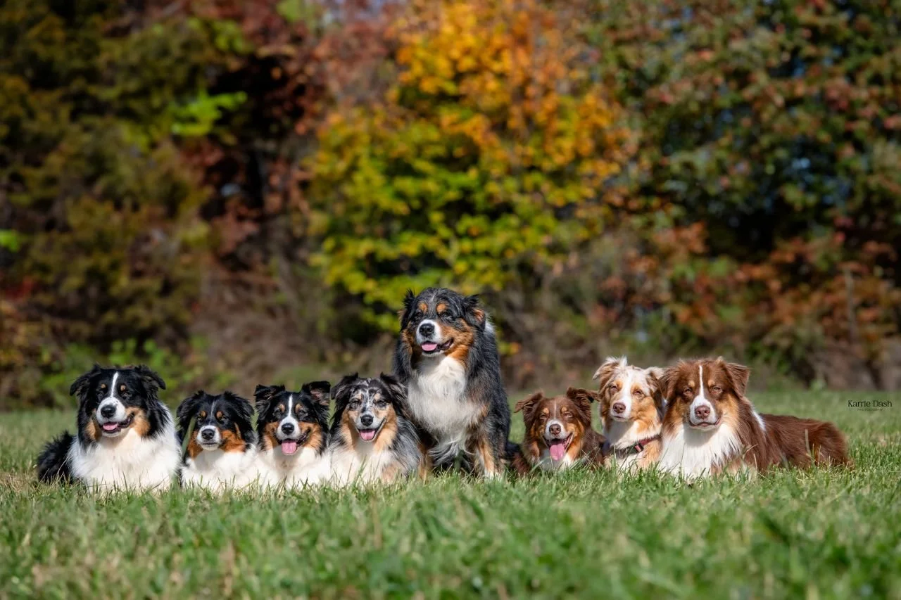 M Squared Australian Shepherds
