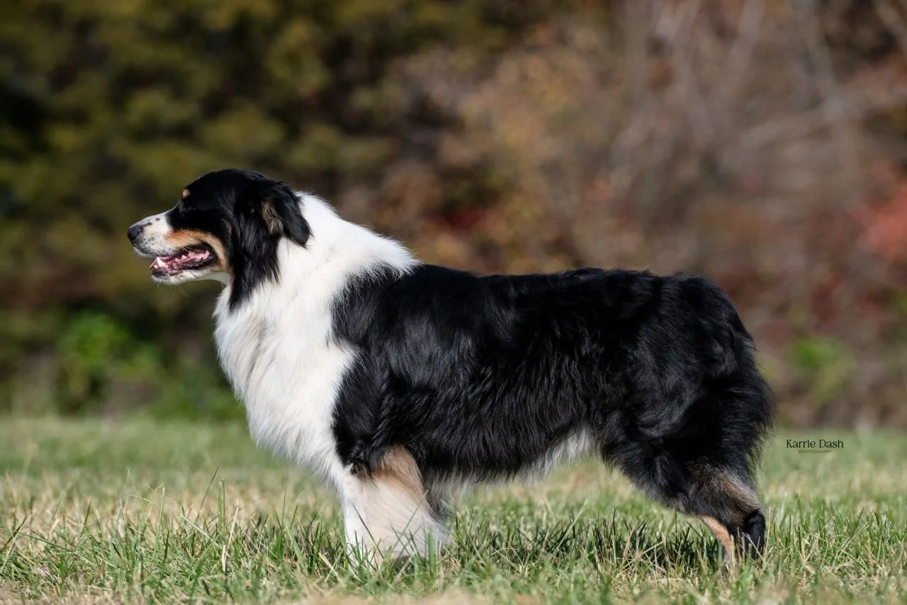Australian Shepherd dog standing on grass.