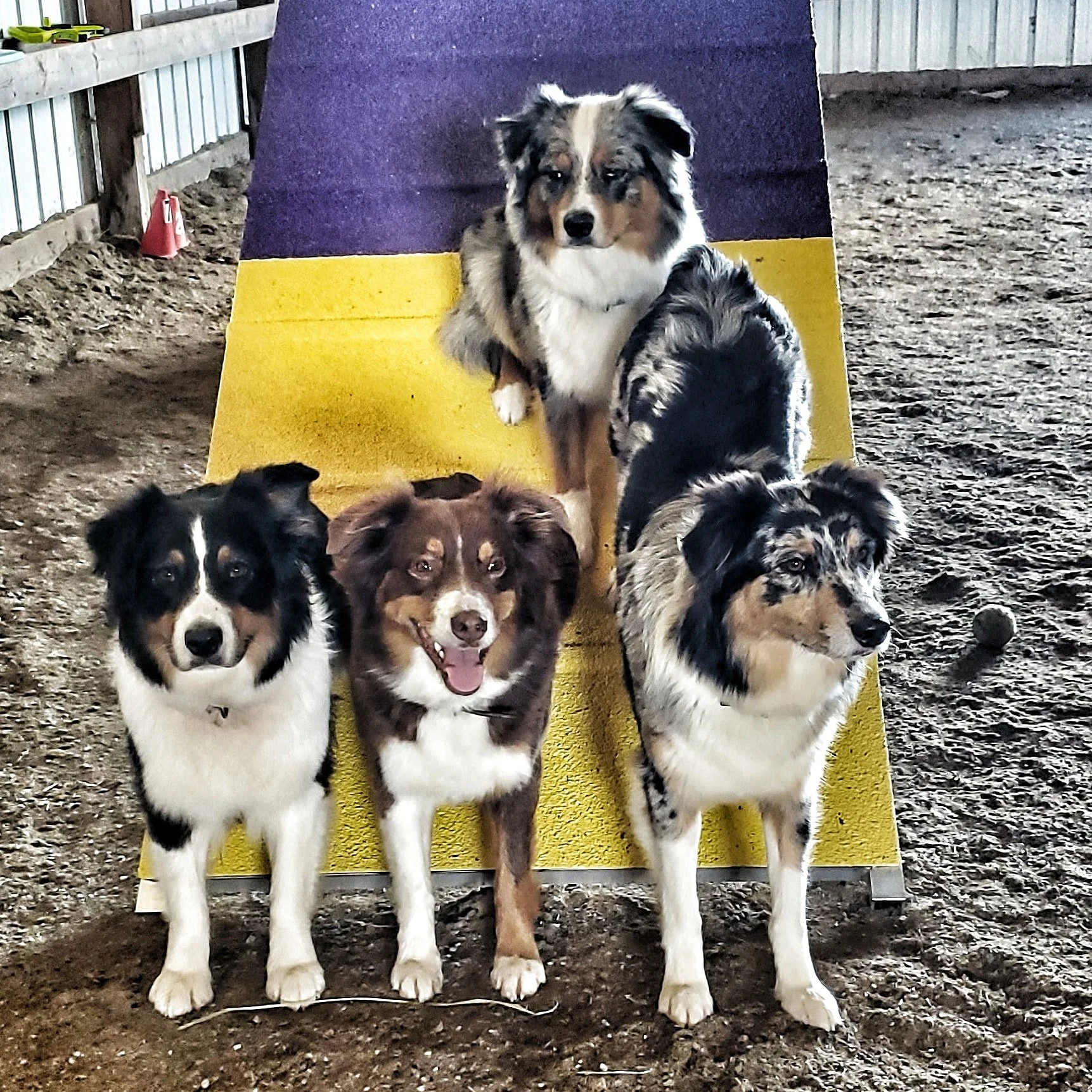 M Squared Australian Shepherds