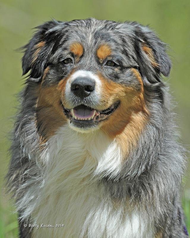 A smiling Australian Shepherd dog with a multicolored coat including black, gray, white, and tan, standing outdoors.