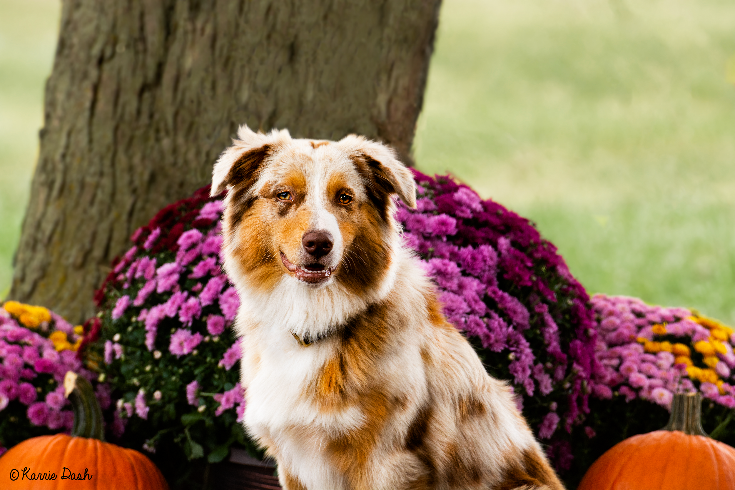 An Australian Shepherd dog sitting outdoors near a tree with flowers around it.