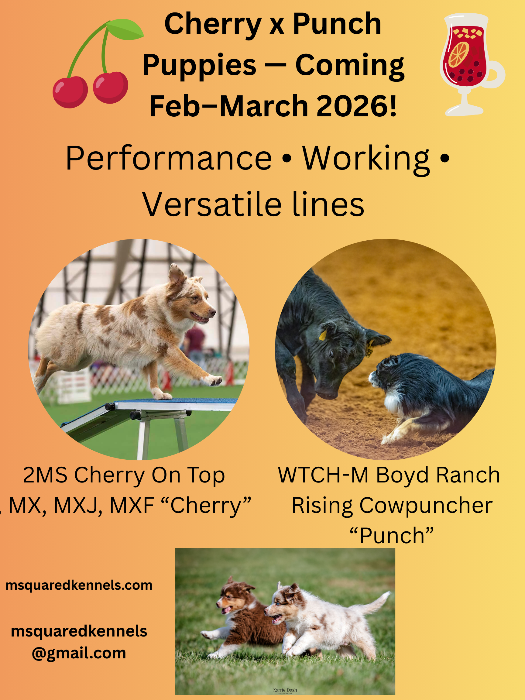 A promotional poster for Cherry x Punch puppies, showing images of playful dogs, announcing puppies coming February/ March 2026.