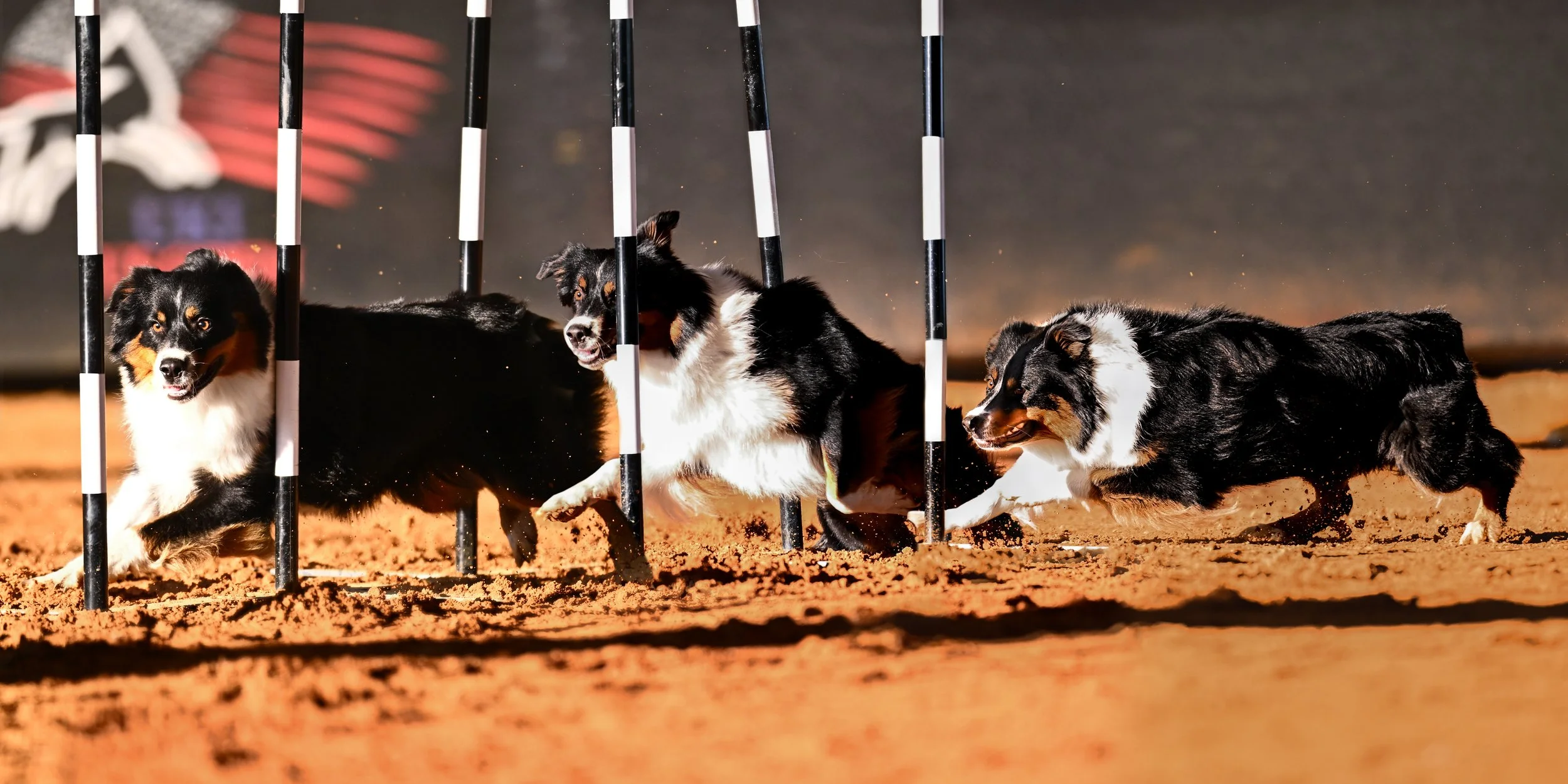 Three dogs competing and running through agility weave poles on a dirt surface.