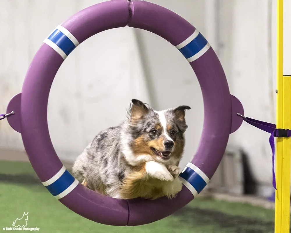 A dog running through a purple tire obstacle in a dog agility course.