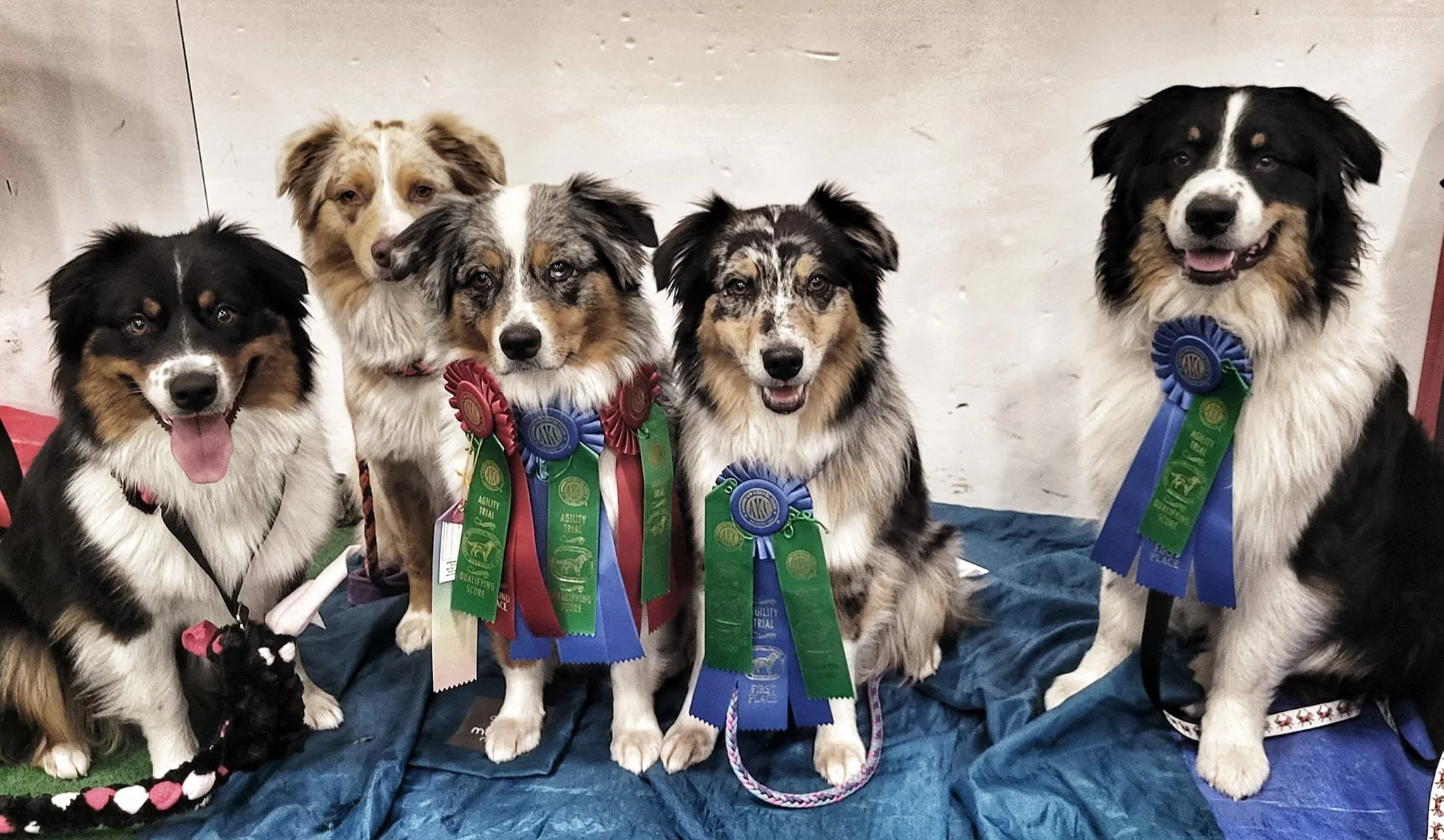 M Squared Australian Shepherds