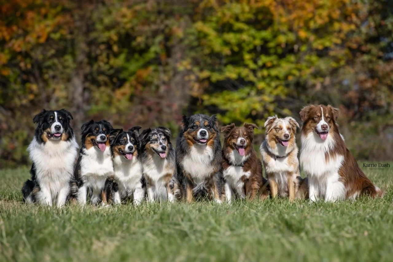 M Squared Australian Shepherds
