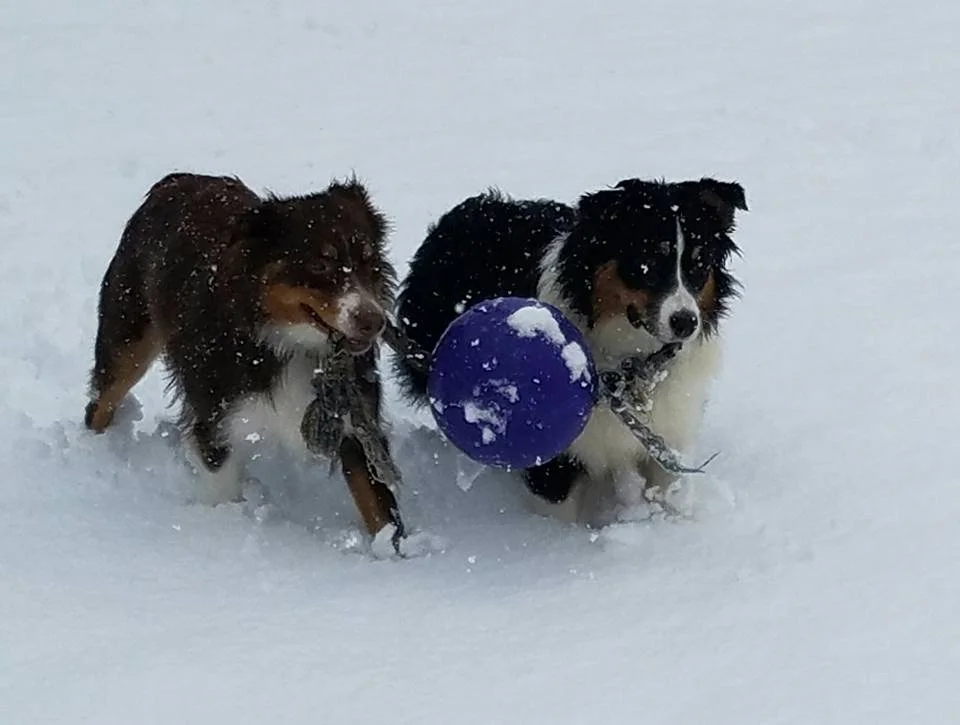 M Squared Australian Shepherds