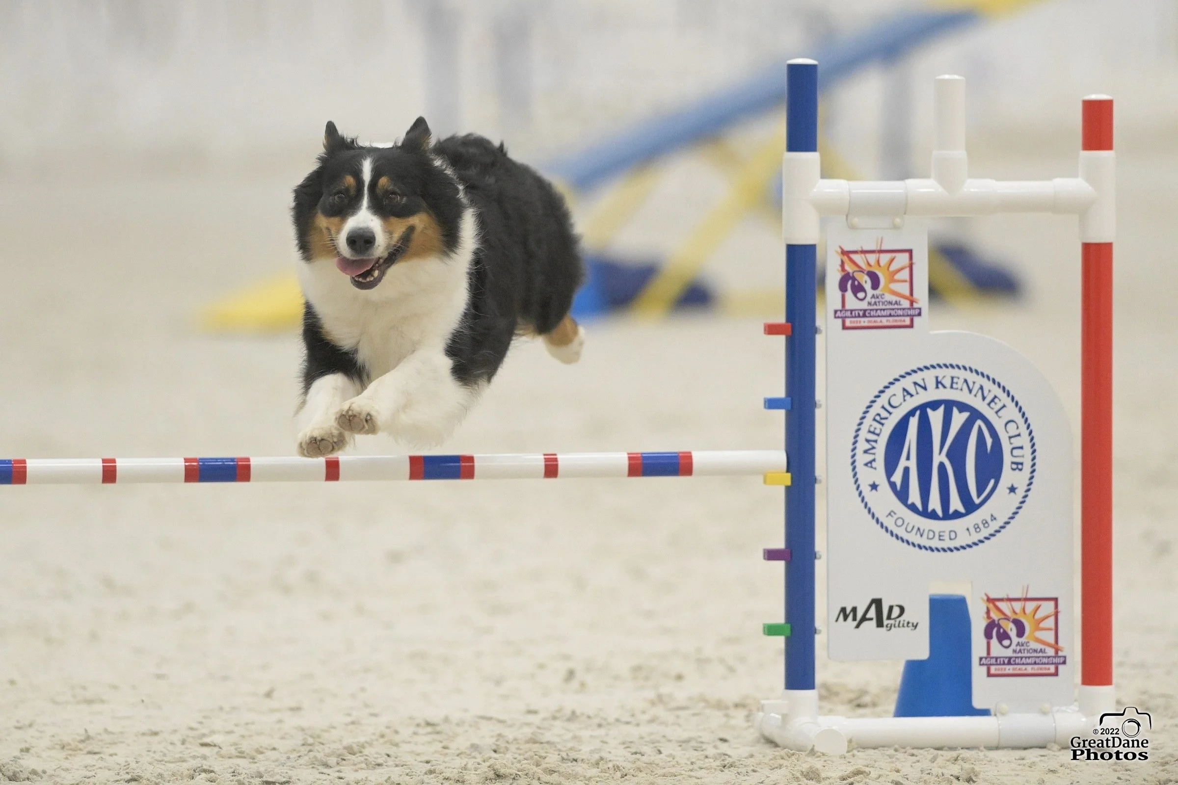 An Australian Shepherd dog jumping over a red and white agility hurdle during a competition.