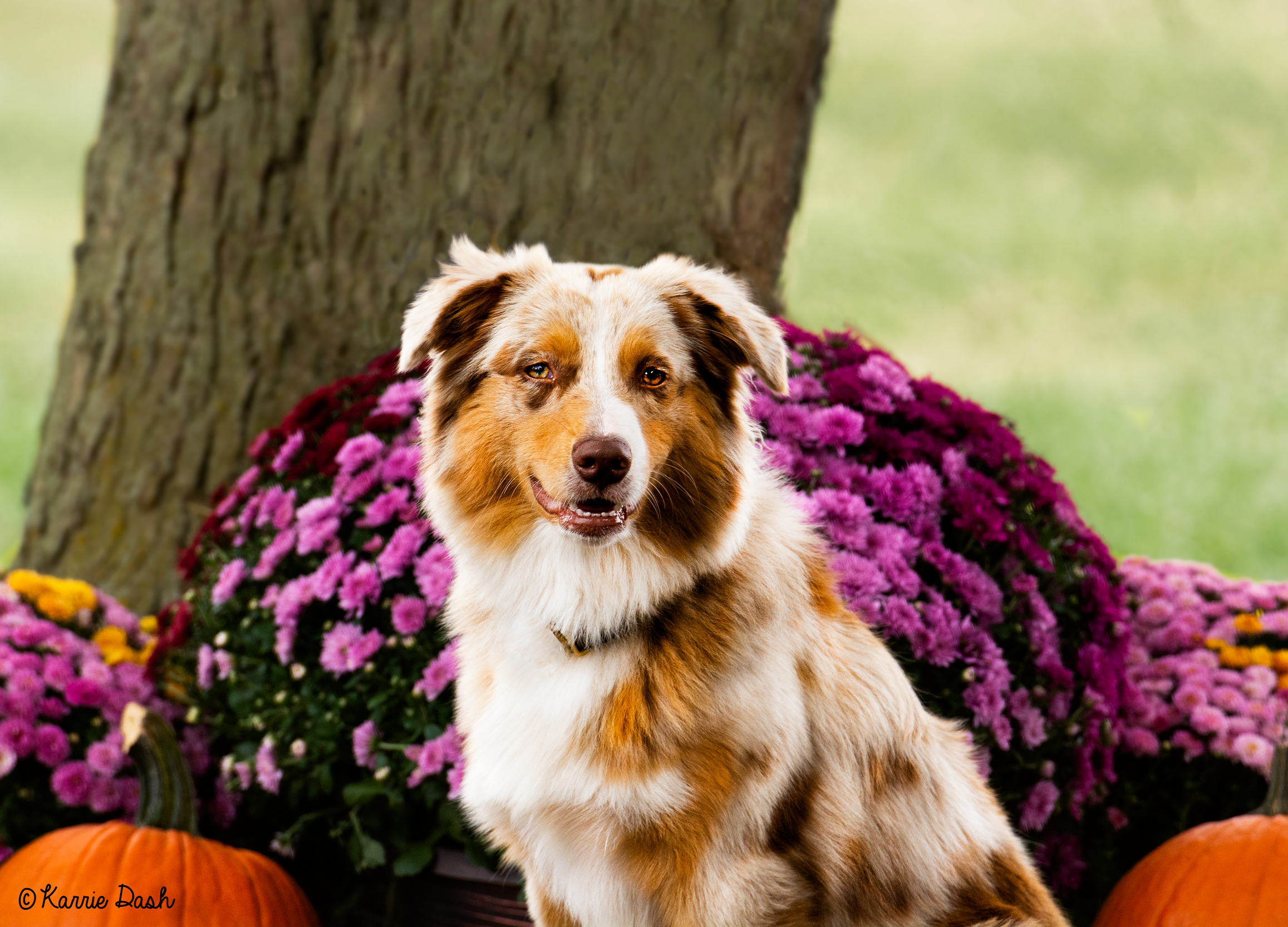 Female Australian Shepherd