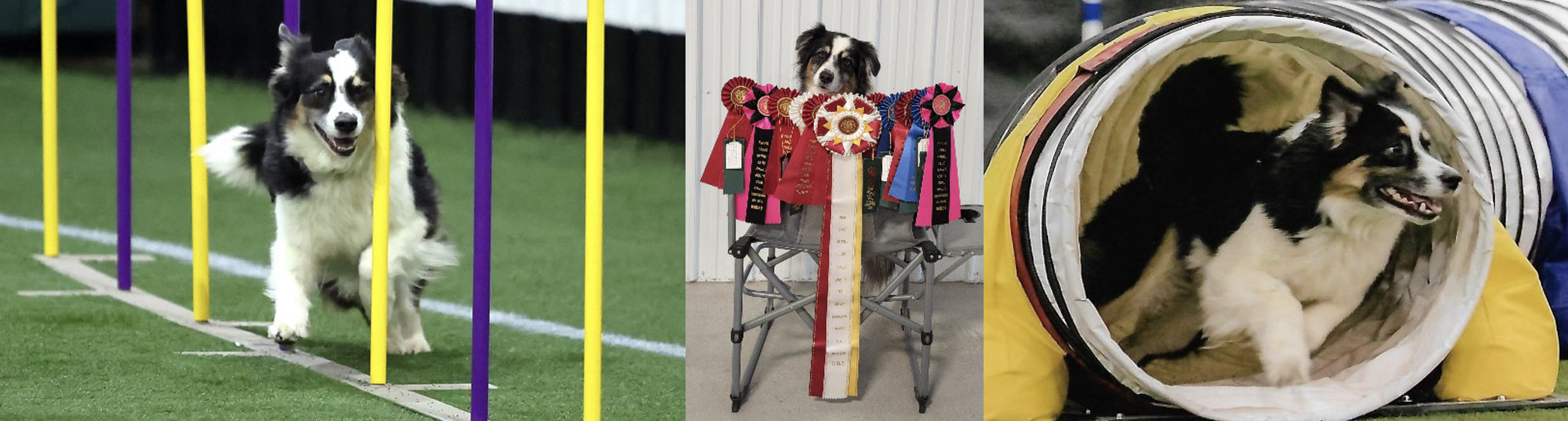 A dog participating in an agility course, jumping between poles; a dog with ribbons and awards for obedience and agility competitions; and a dog running through a tunnel at an indoor dog agility facility.