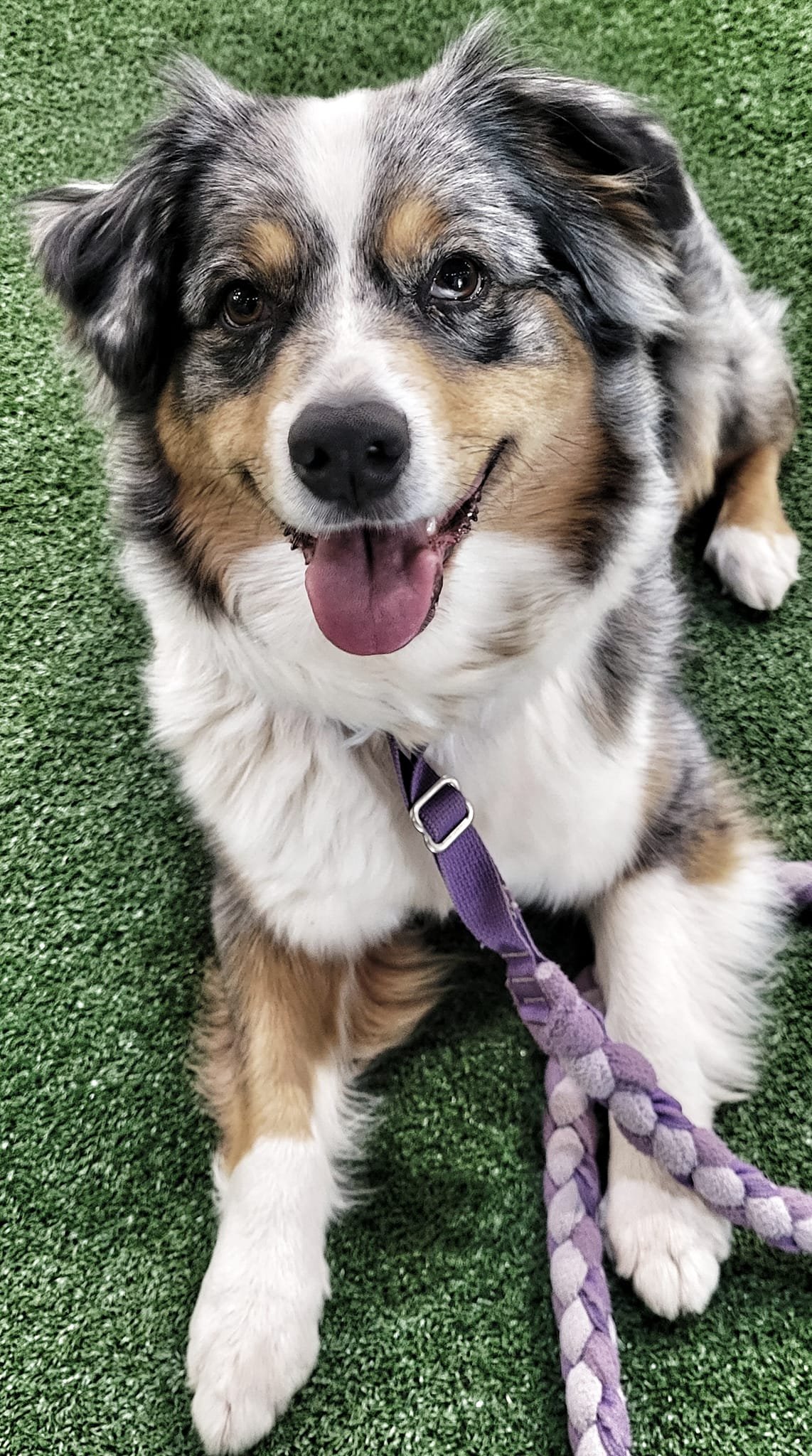 M Squared Australian Shepherds