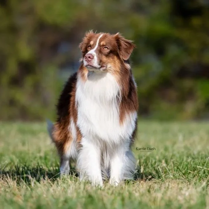 A brown and white Australian Shepherd dog sitting outdoors on a grassy field.