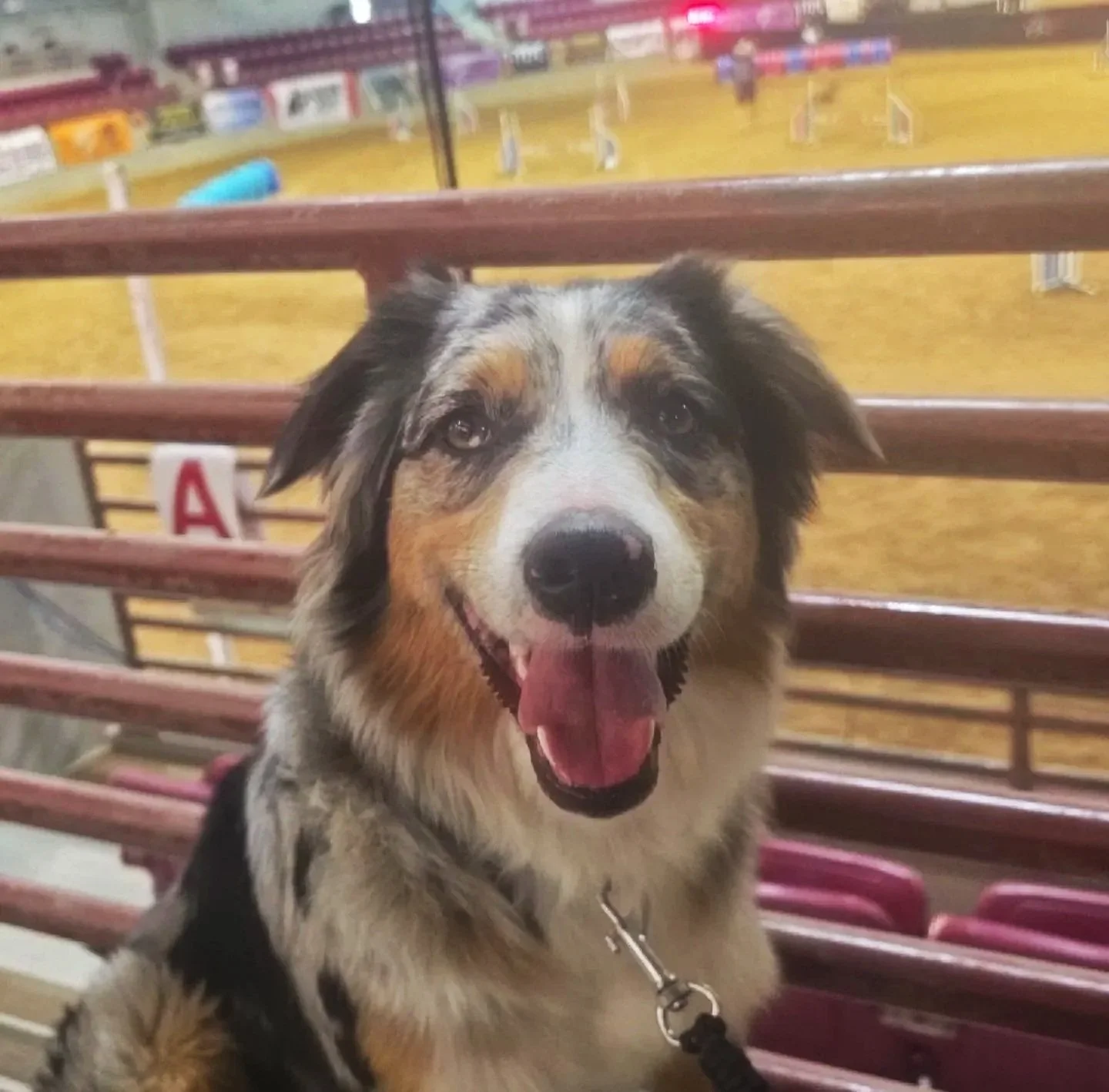 Smiling Australian Shepherd dog sitting on a bench at an indoor arena.