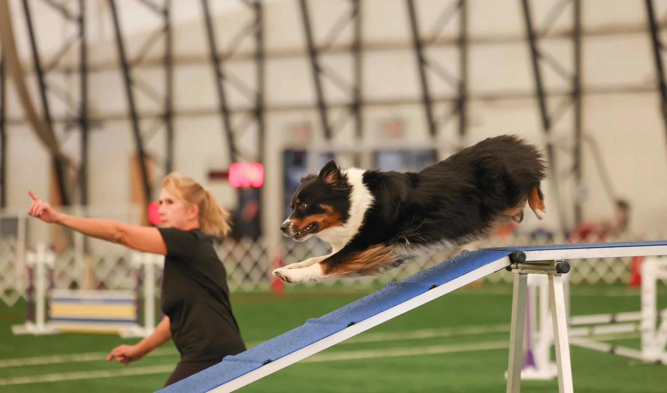 An Australian Shepherd dog is jumping off an agility ramp during a training session at an indoor facility, with a woman trainer pointing and giving commands in the background.