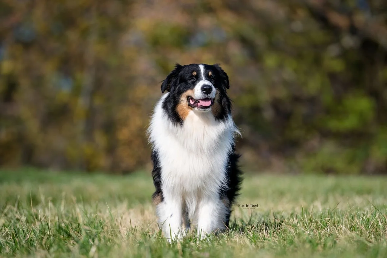 Australian Shepherd dog standing on grass.