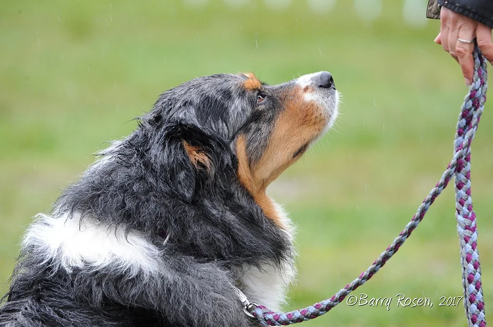 An Australian Shepherd dog sitting outdoors with a person's hand holding its leash nearby.