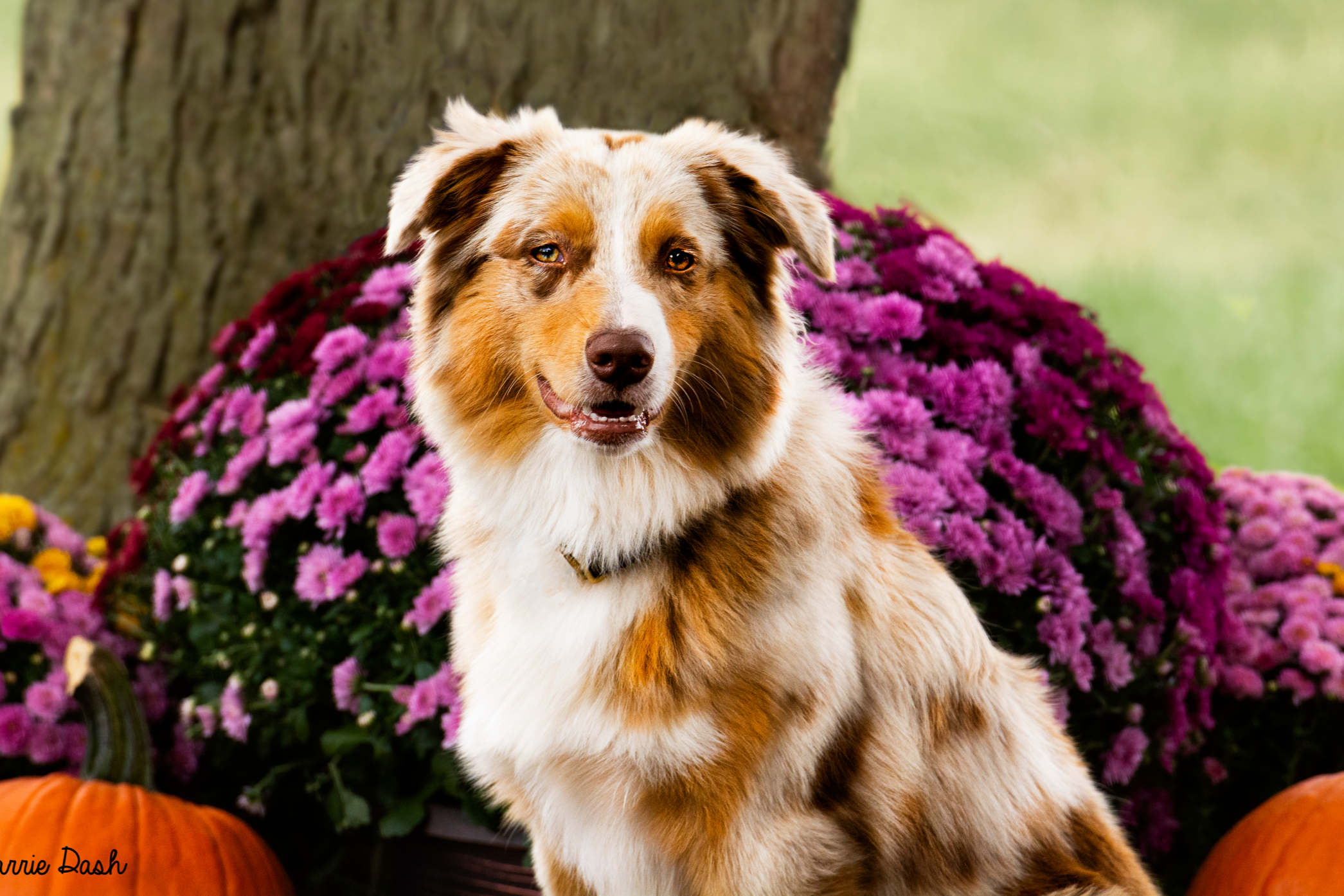 An Australian Shepherd dog with a multicolored coat sitting outdoors.