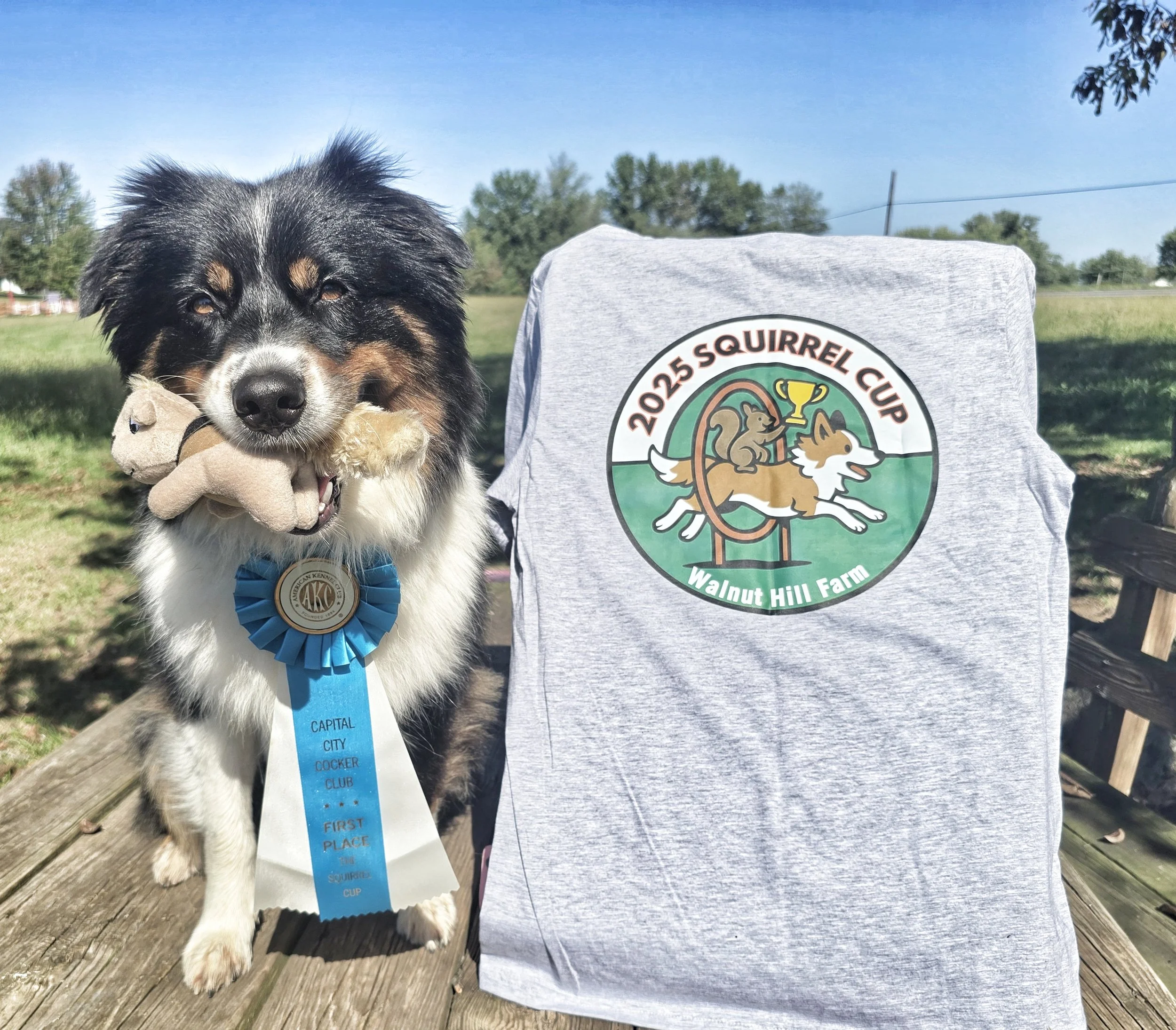 M Squared Australian Shepherds