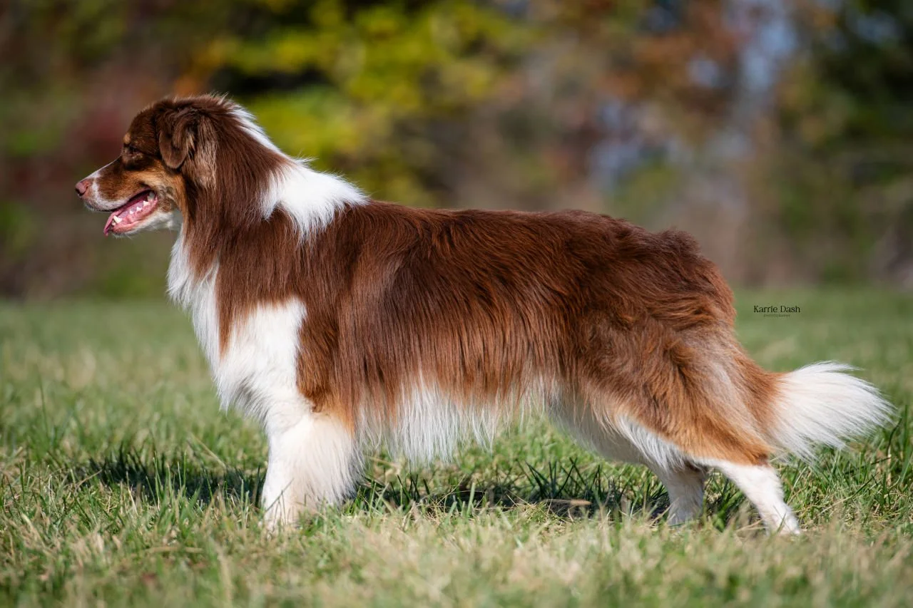 Australian Shepherd dog standing outdoors.