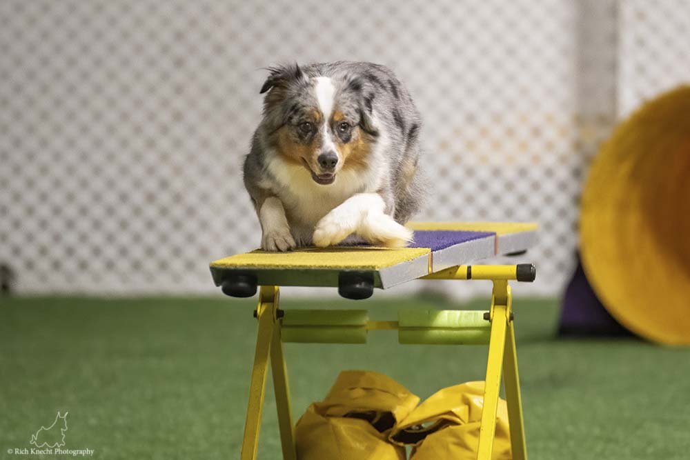 M Squared Australian Shepherds