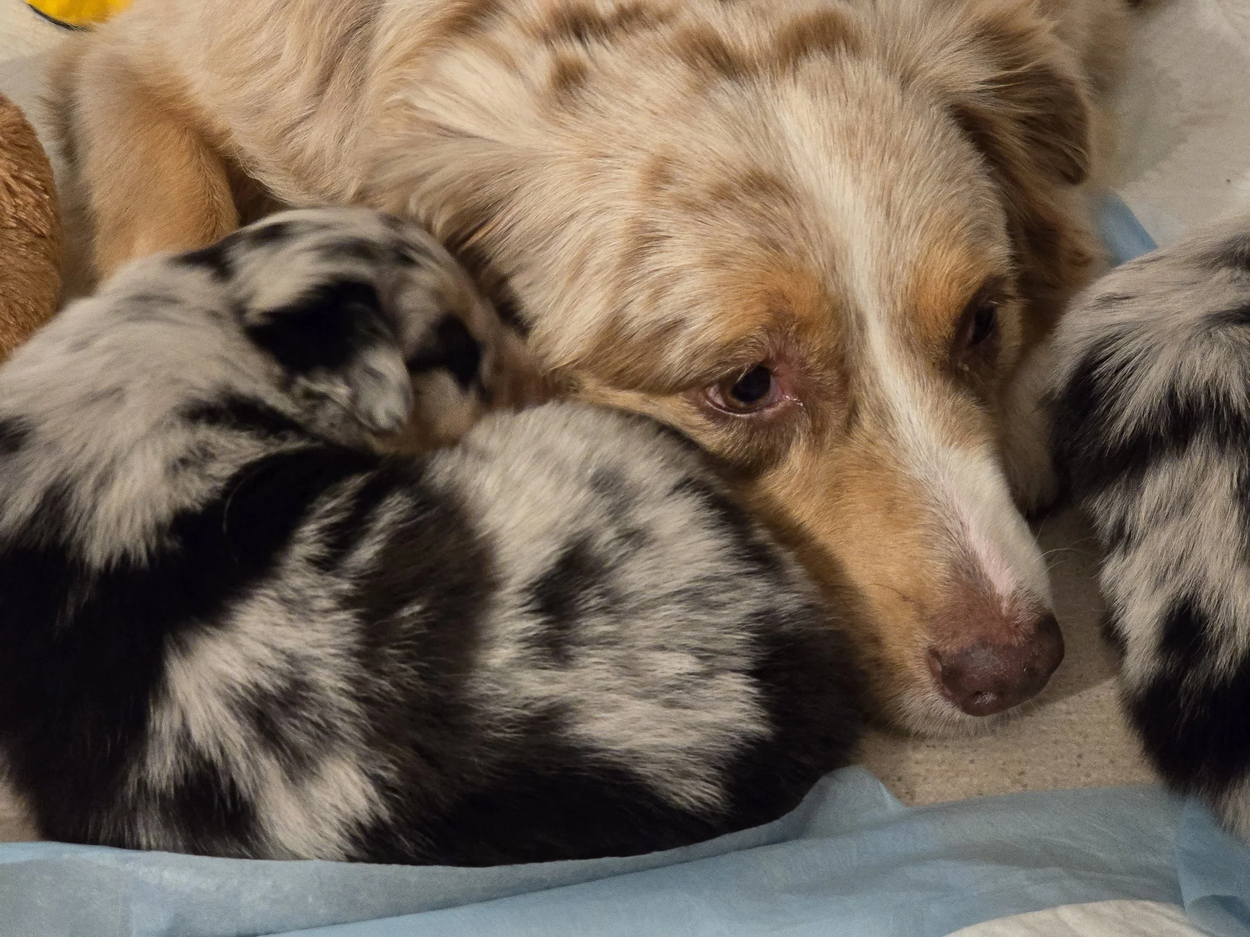 M Squared Australian Shepherds