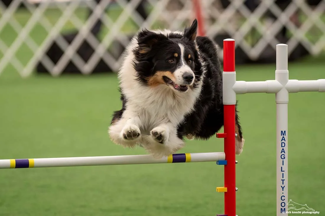 A black, white, and tan Australian Shepherd jumping over an agility hurdle on a green field.