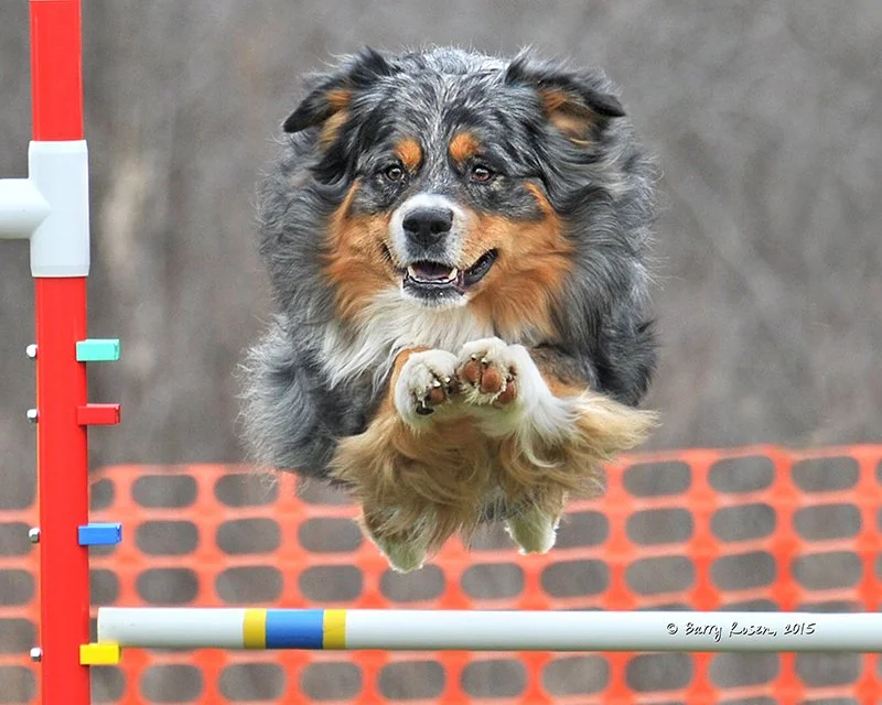 An Australian Shepherd dog jumping over a hurdle during an agility course.